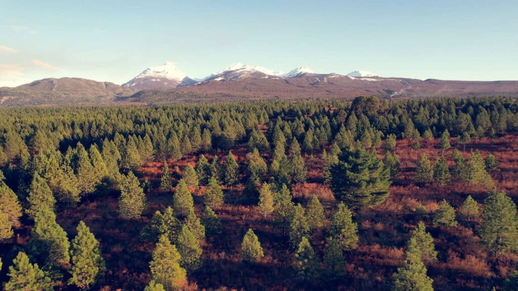 Venta de terrenos en Trevelin con acceso a ruta y vistas al bosque